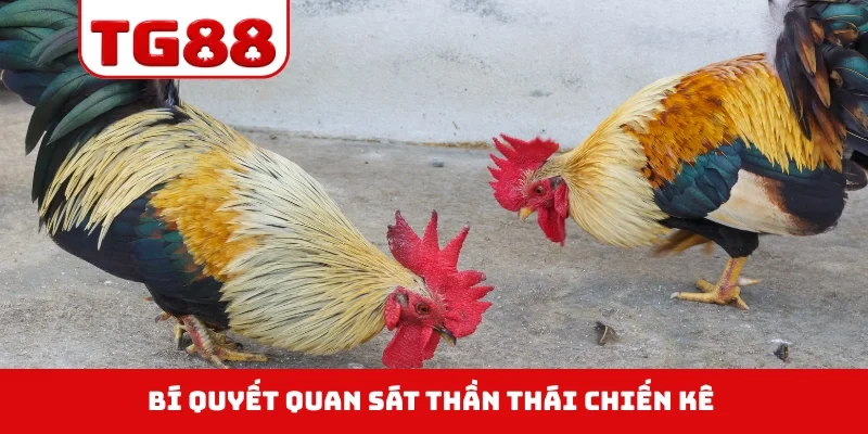 Bí quyết quan sát thần thái chiến kê