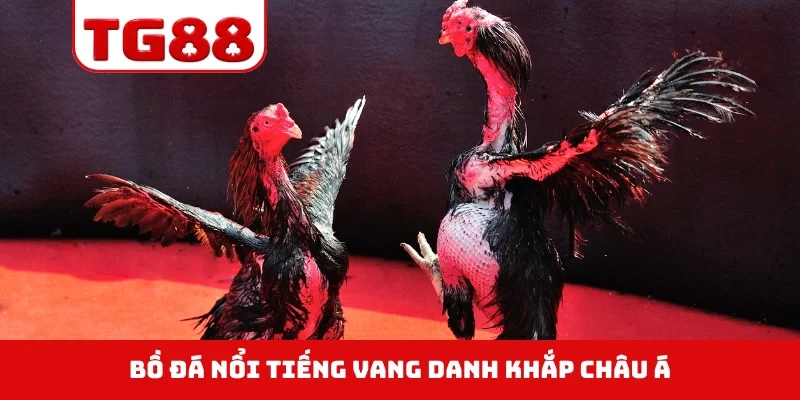 Bồ đá nổi tiếng vang danh khắp châu Á