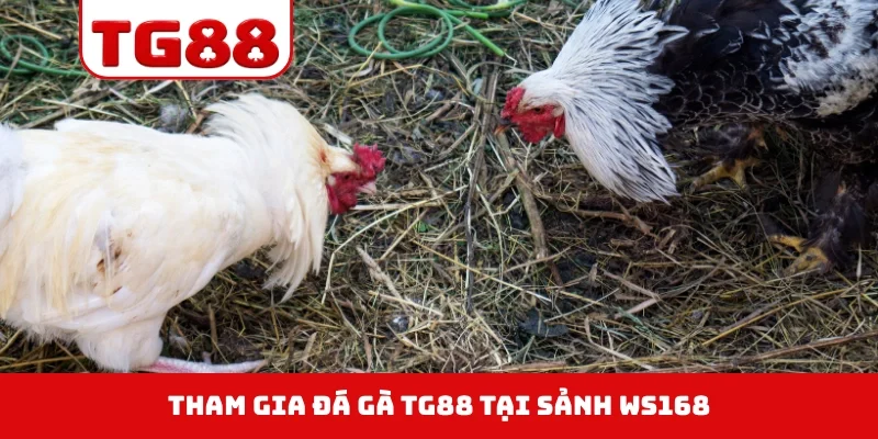 Tham gia đá gà TG88 tại sảnh WS168