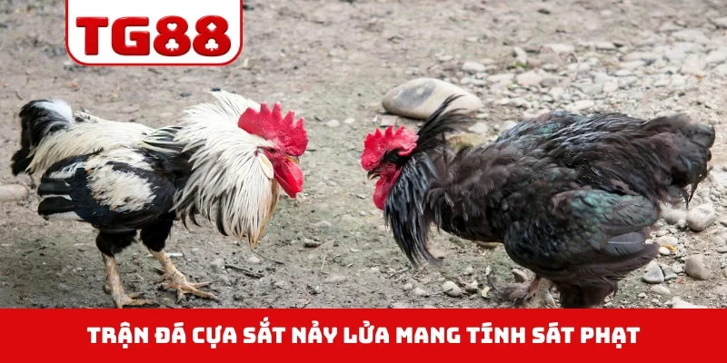 Trận đá cựa sắt nảy lửa mang tính sát phạt