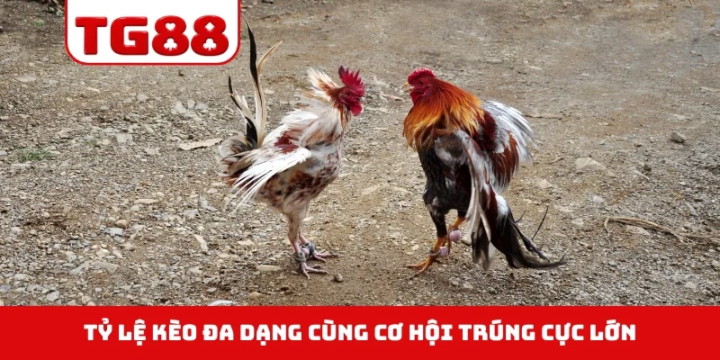 Tỷ lệ kèo đa dạng cùng cơ hội trúng cực lớn